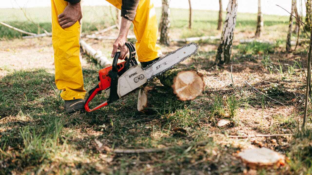 Tree Health Inspection in Immokalee, FL